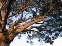 FESTA DE L'ARBRE: Replantada d'arbrat a la Ronda de Mollet